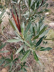 Nerium oleander