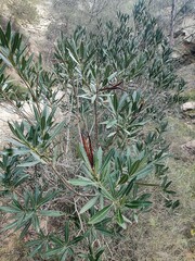 Nerium oleander