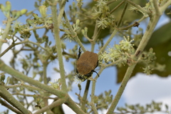 Hologymnetis cinerea