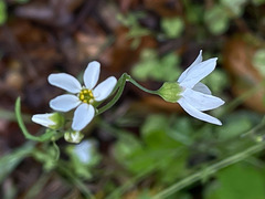 Lithophragma cymbalaria
