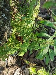 Cheilanthes viridis