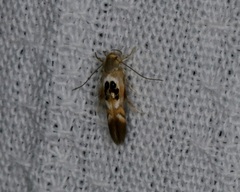 Hieromantis arcuata
