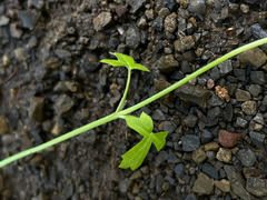 Lithophragma cymbalaria