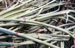 Ephedra fragilis fragilis