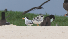 Thalasseus bengalensis