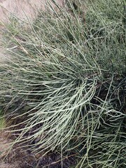 Ephedra fragilis fragilis