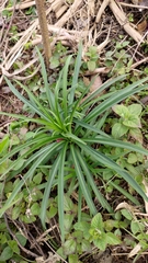 Lilium formosanum
