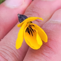 Viola pedunculata