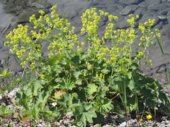 Alchemilla vulgaris