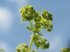 Alchemilla vulgaris