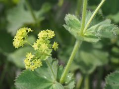 Alchemilla vulgaris
