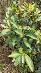Ardisia sieboldii