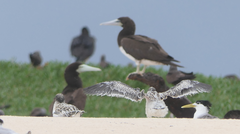 Sula leucogaster