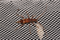 Coptocercus biguttatus