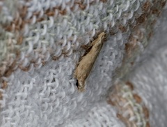 Hypatima
