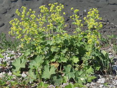 Alchemilla vulgaris