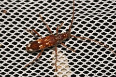 Coptocercus biguttatus