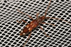 Coptocercus biguttatus