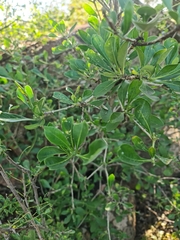 Pavetta gardeniifolia