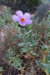 Cistus albidus