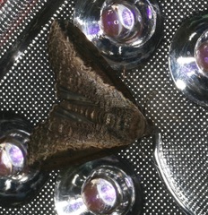 Lophoptera squammigera