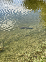 Channa aurolineata