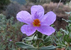 Cistus albidus