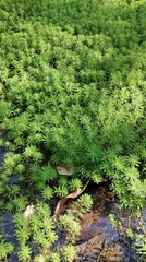 Myriophyllum aquaticum
