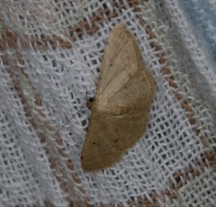 Idaea ptyonopoda