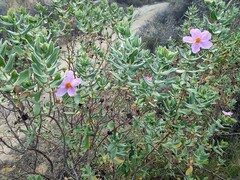 Cistus albidus