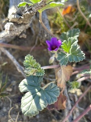 Erodium texanum