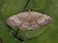 Idaea vacillata