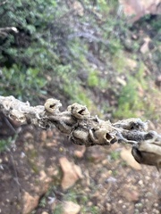 Antirrhineae