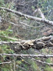 Antirrhineae