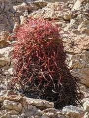 Ferocactus cylindraceus