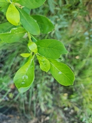 Pavetta gardeniifolia