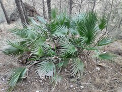 Chamaerops humilis