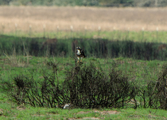 Geranoaetus albicaudatus