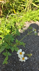 Bidens alba