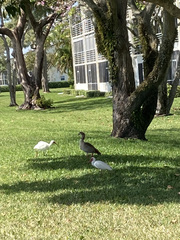 Alopochen aegyptiaca