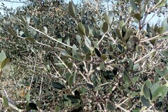 Olea europaea europaea