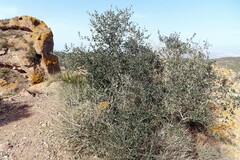 Olea europaea europaea