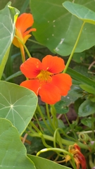 Tropaeolum majus