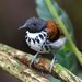 Spotted Antbird - Photo (c) Carmelo López Abad, some rights reserved (CC BY-NC), uploaded by Carmelo López Abad