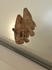 Didymoctenia exsuperata