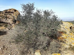 Olea europaea europaea