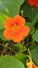 Tropaeolum majus