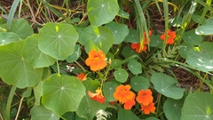 Tropaeolum majus
