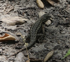 Sceloporus occidentalis