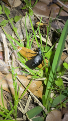 Meloe proscarabaeus